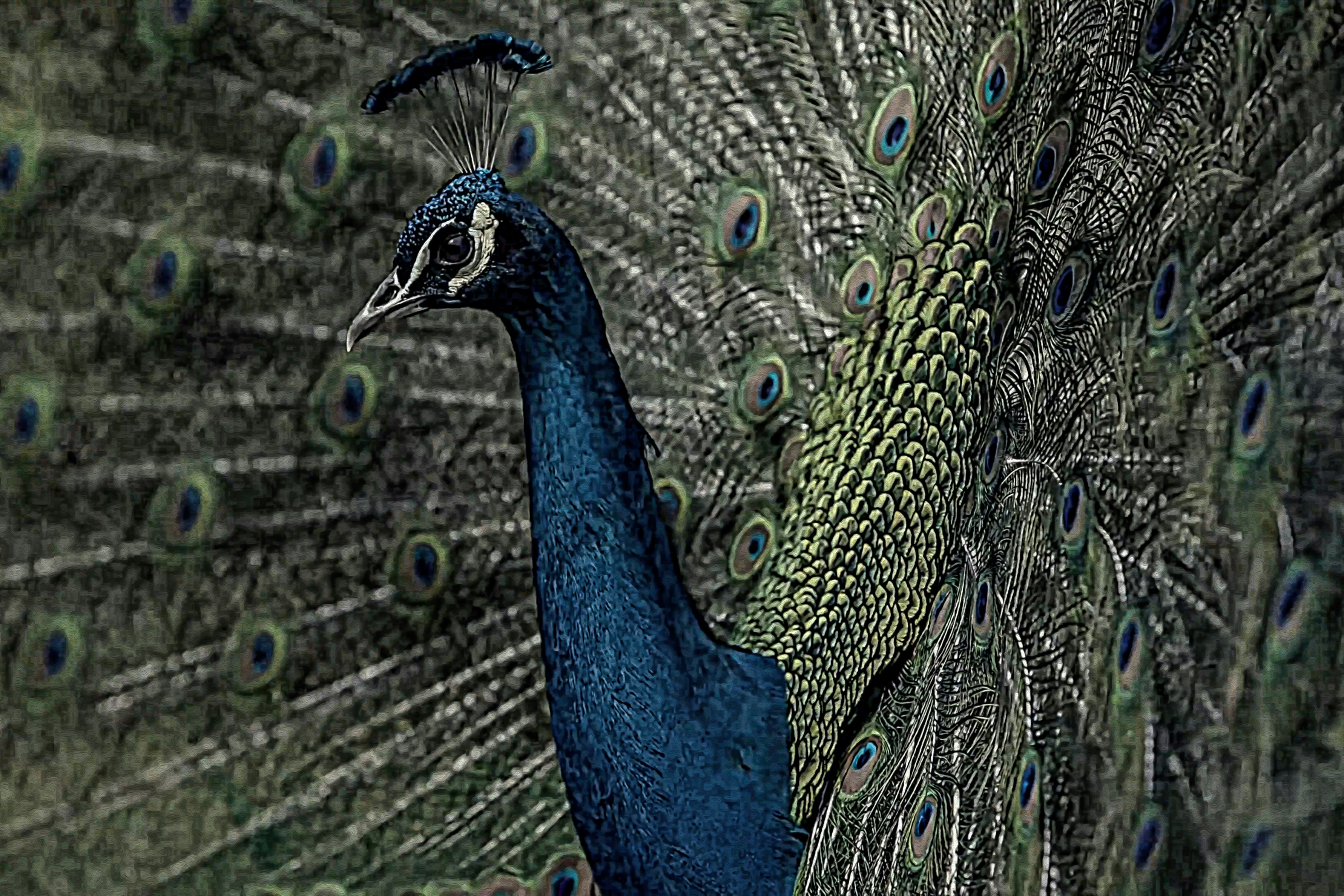 a close up of a peacock with its feathers out
