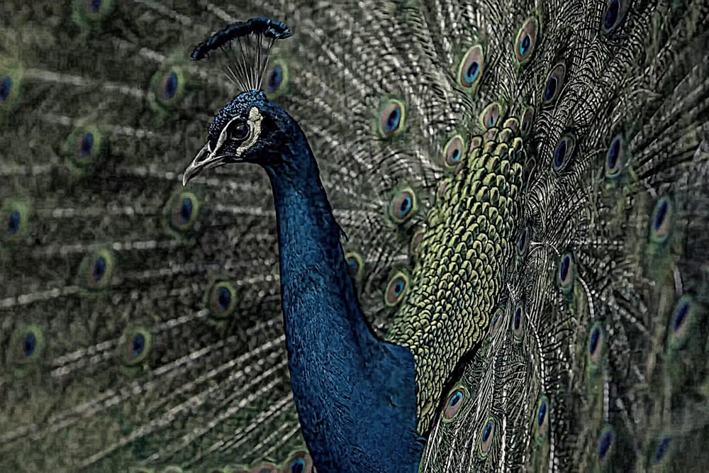 a close up of a peacock with its feathers out