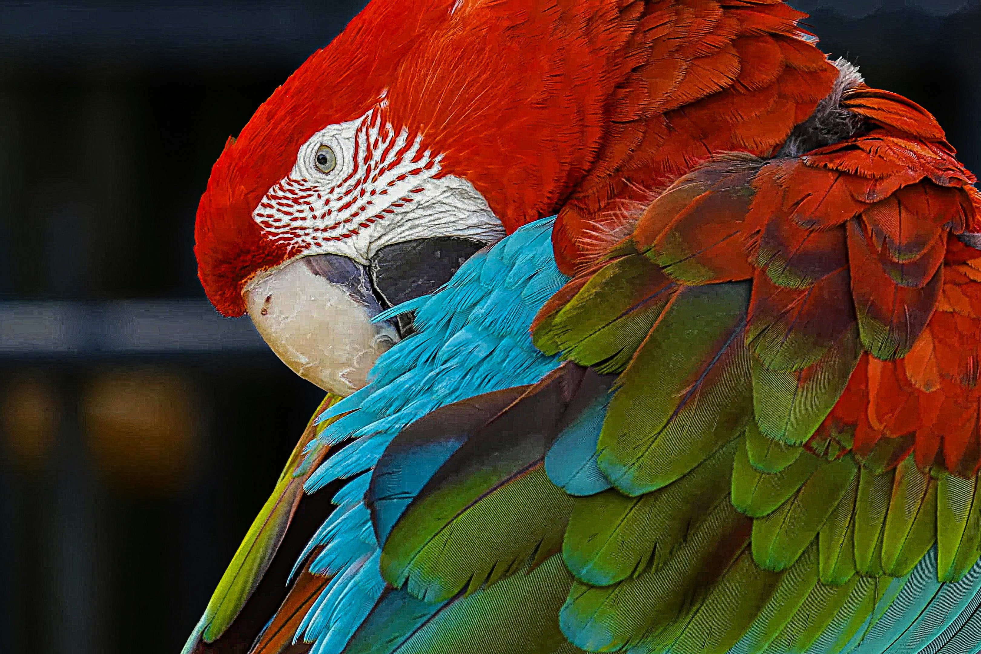 a close up of a colorful bird with a blurry background