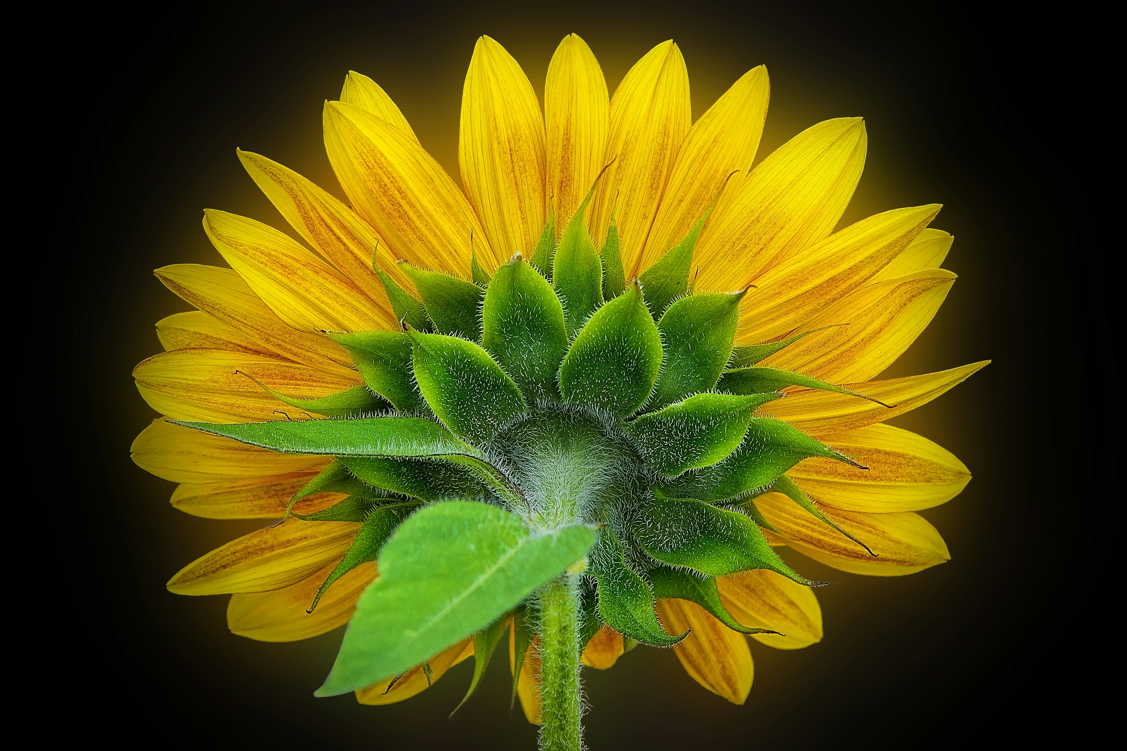 a large yellow sunflower with green leaves