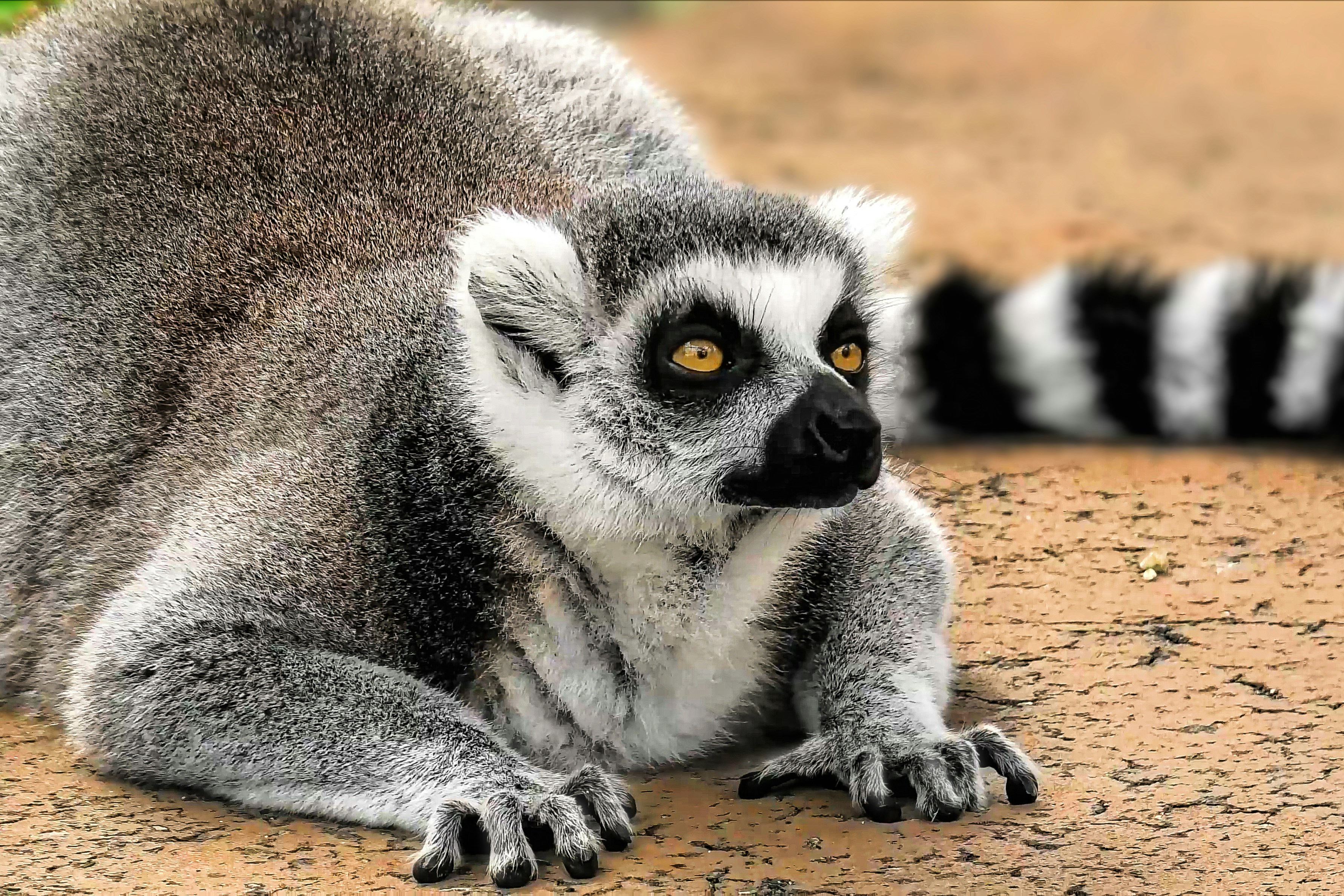 a close up of a small animal on a dirt ground