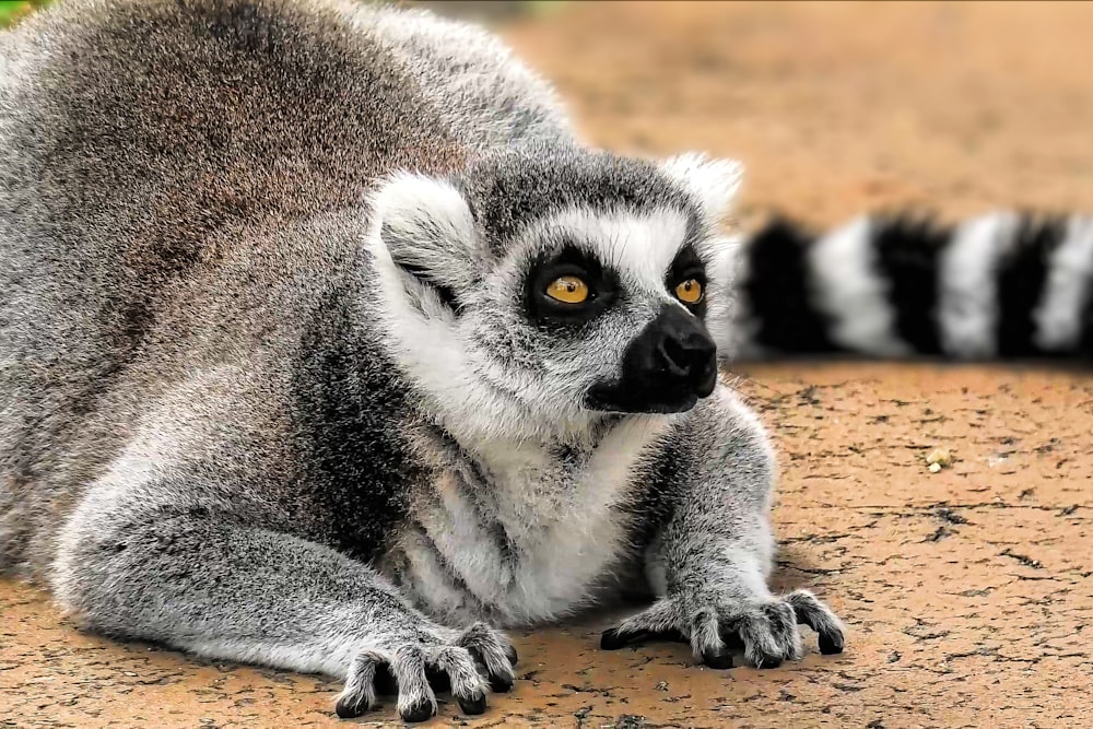 a close up of a small animal on a dirt ground