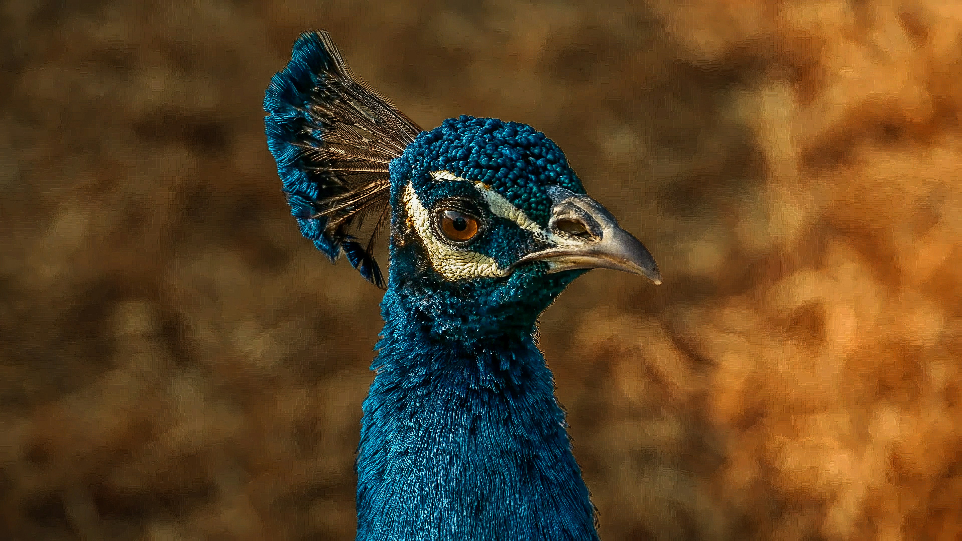 a close up of a peacock with a blurry background