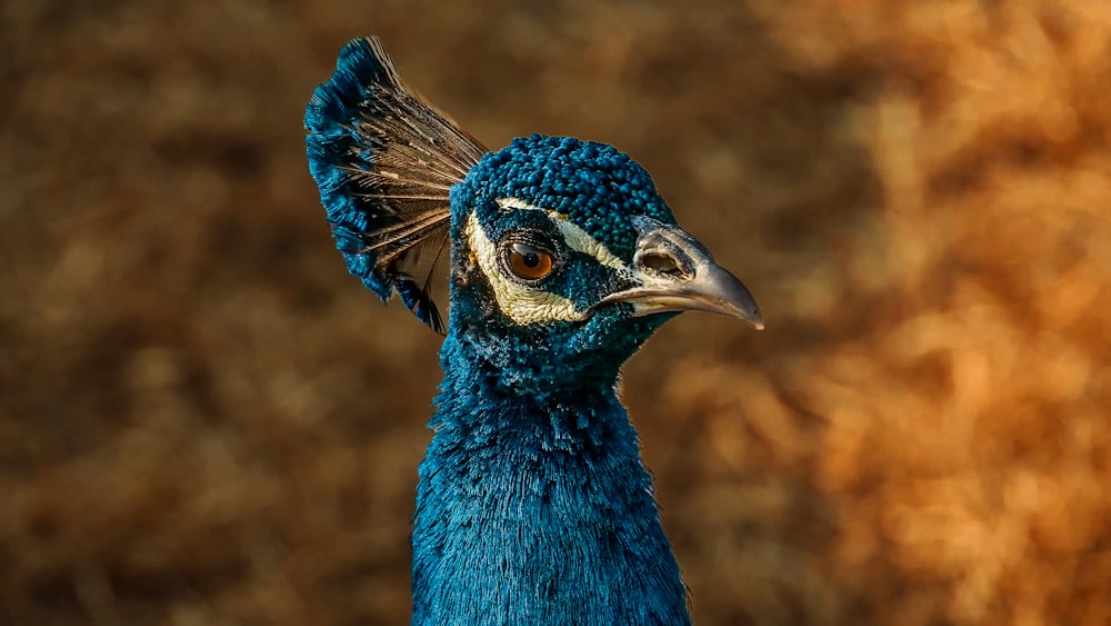 a close up of a peacock with a blurry background