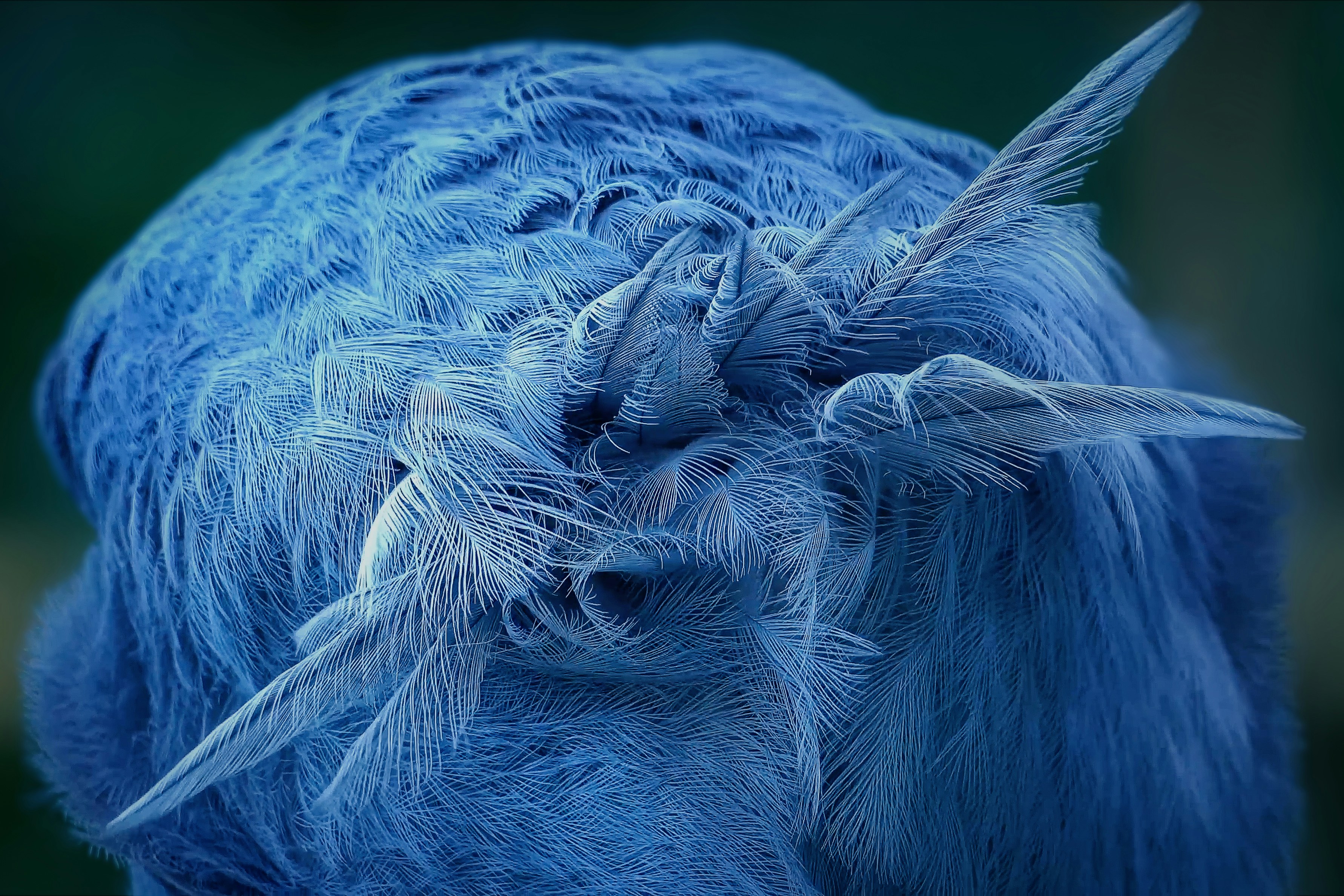 a close up of a blue animal with feathers on it's back