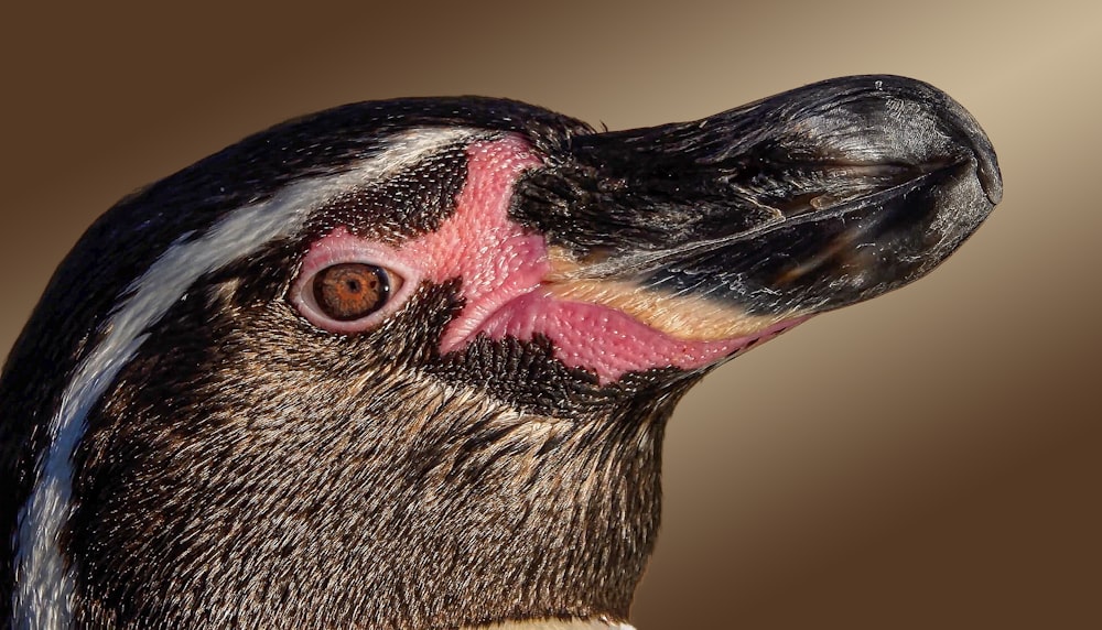a close up of a bird with a pink beak
