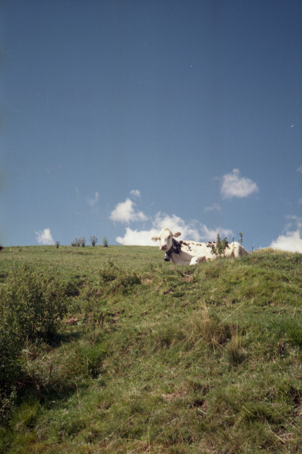 a cow laying down on a grassy hill