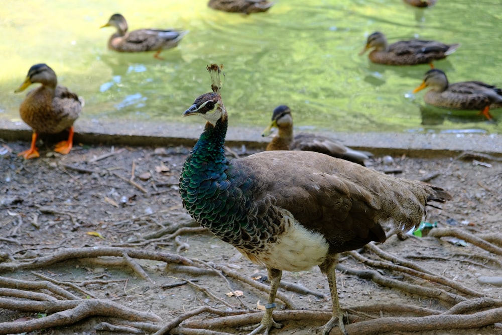 a flock of ducks standing next to a body of water