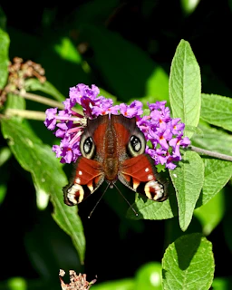 Close-up of a vibrant butterfly resting on a tropical flower in the Gulf of Nicoya.