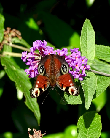 Close-up of a vibrant butterfly resting on a tropical flower in the Gulf of Nicoya.