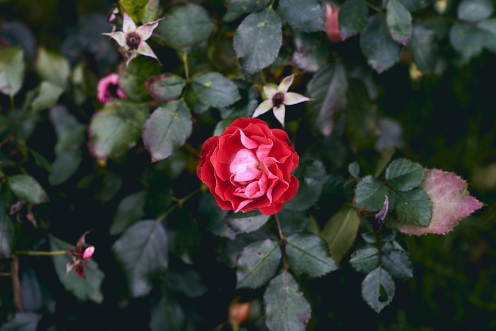 a red rose is blooming in the middle of a bush