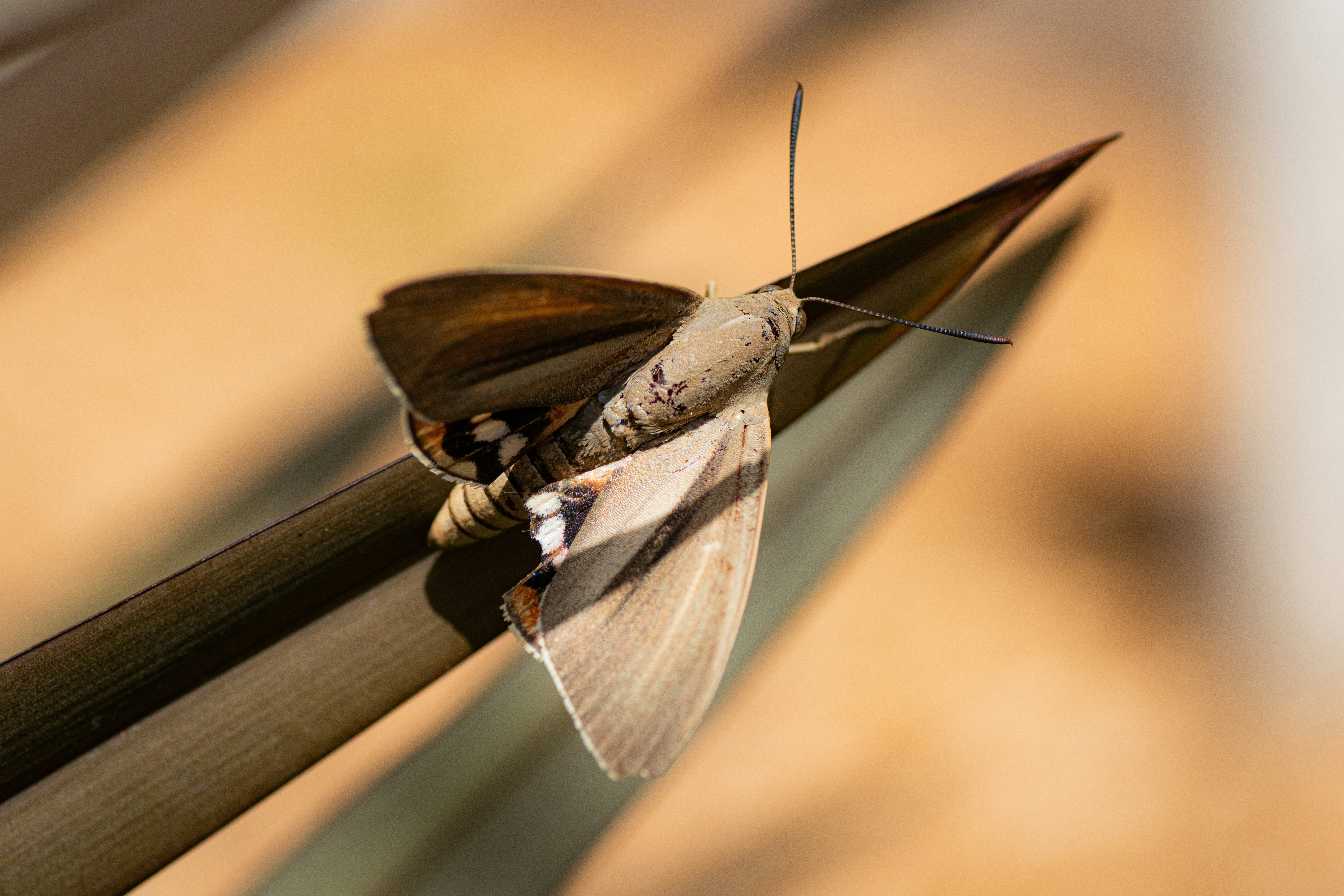 Photo by blackieshoot