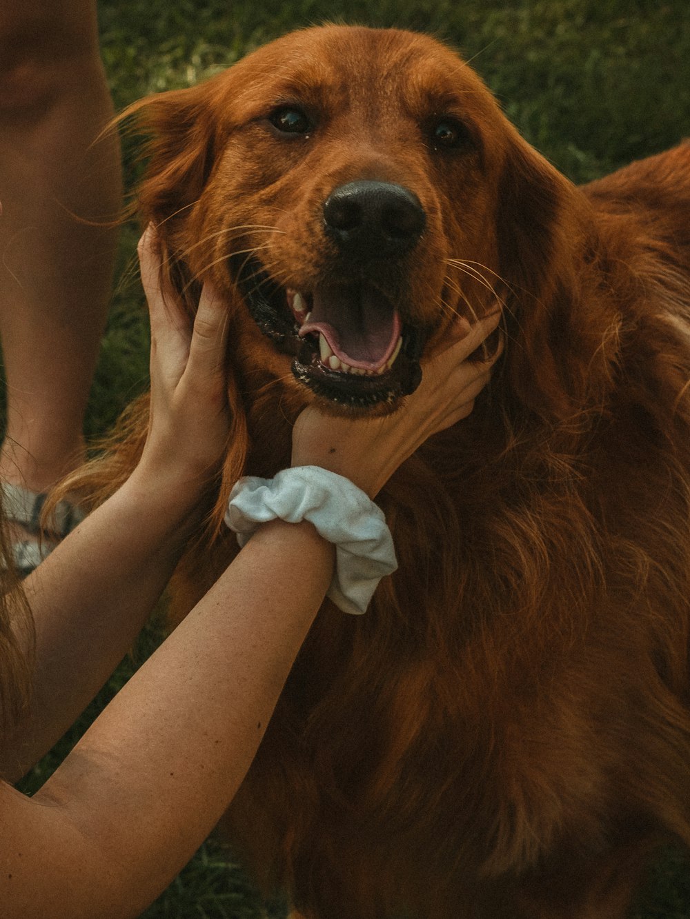 a woman petting a brown dog on top of a lush green field