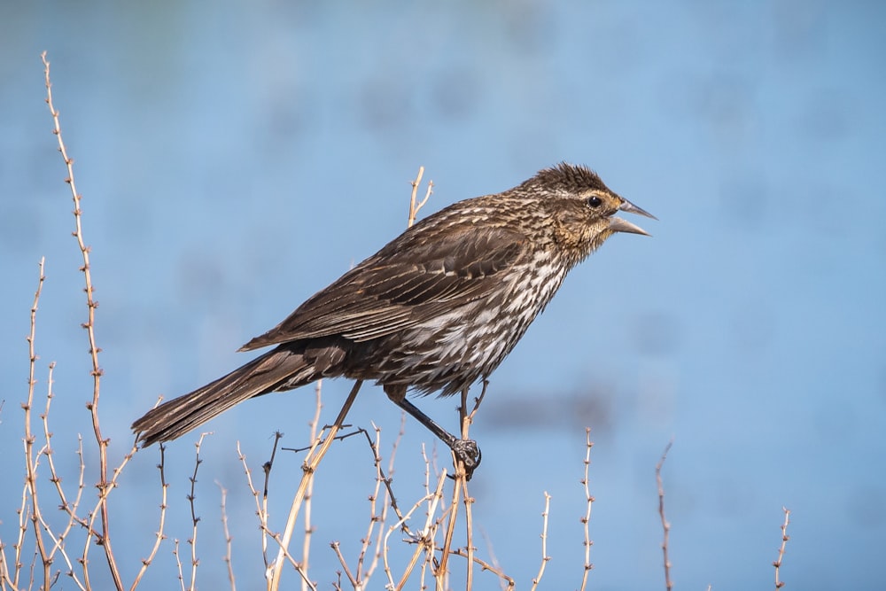 a bird sitting on top of a tree branch