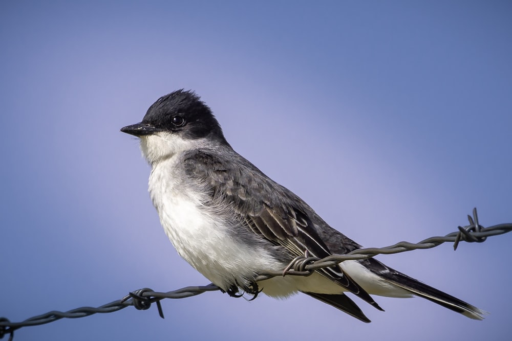 a black and white bird sitting on top of a barbed wire