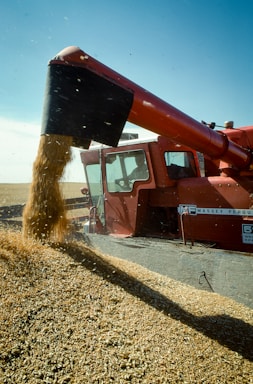 A red Massey Ferguson combine harvester unloading a large amount of grain from its chute into a growing pile in a field under a clear blue sky.