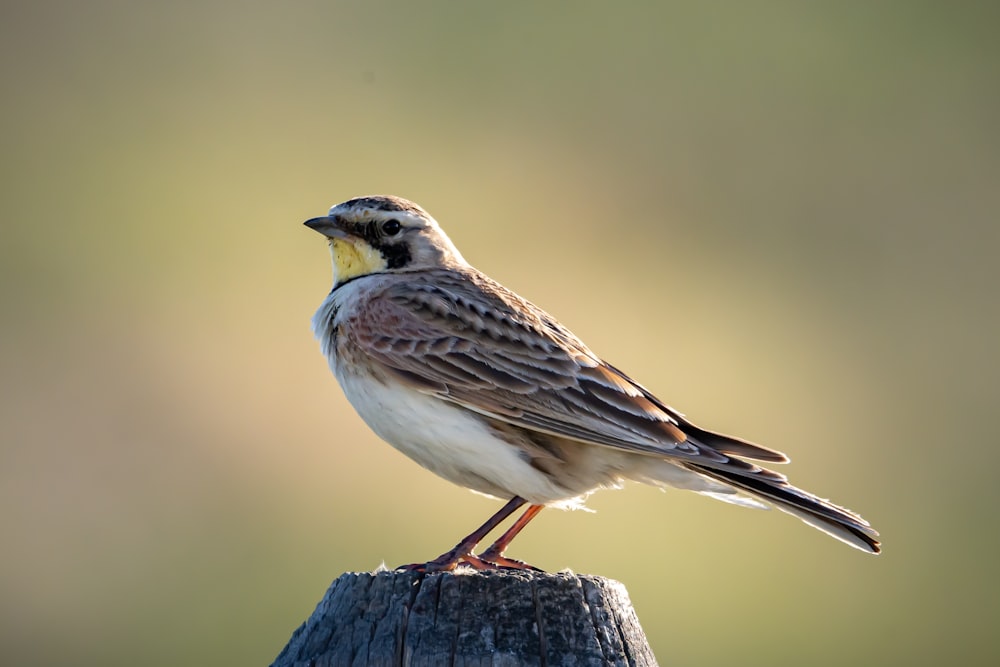 Ein kleiner Vogel sitzt auf einem Holzpfosten