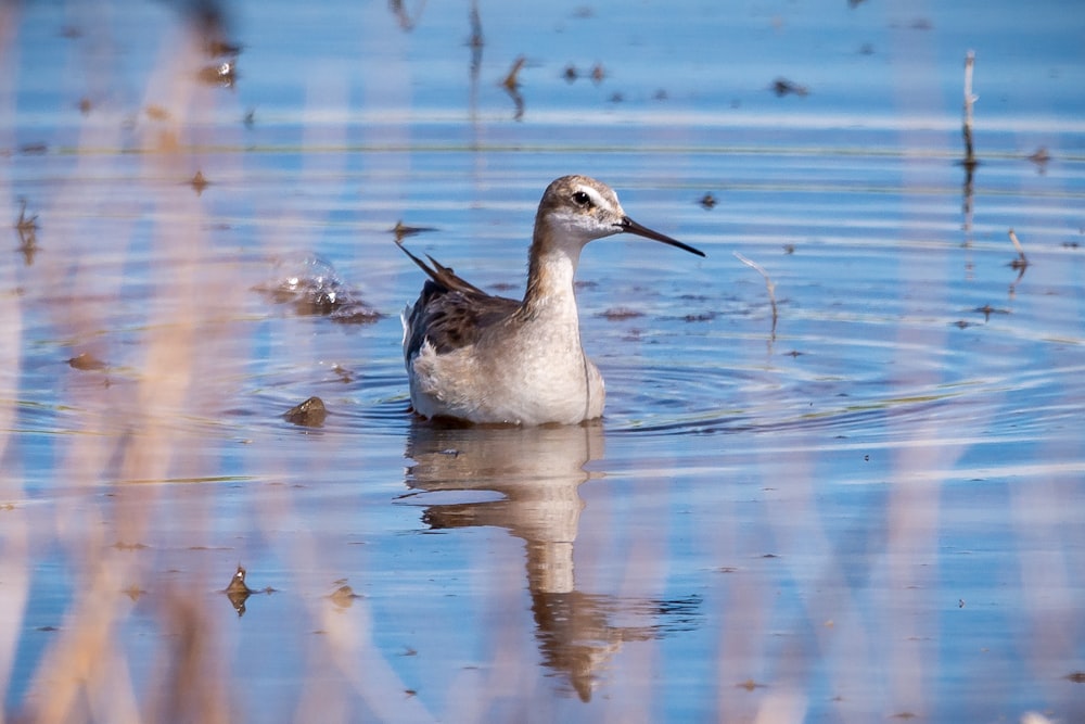 un oiseau qui nage dans l’eau