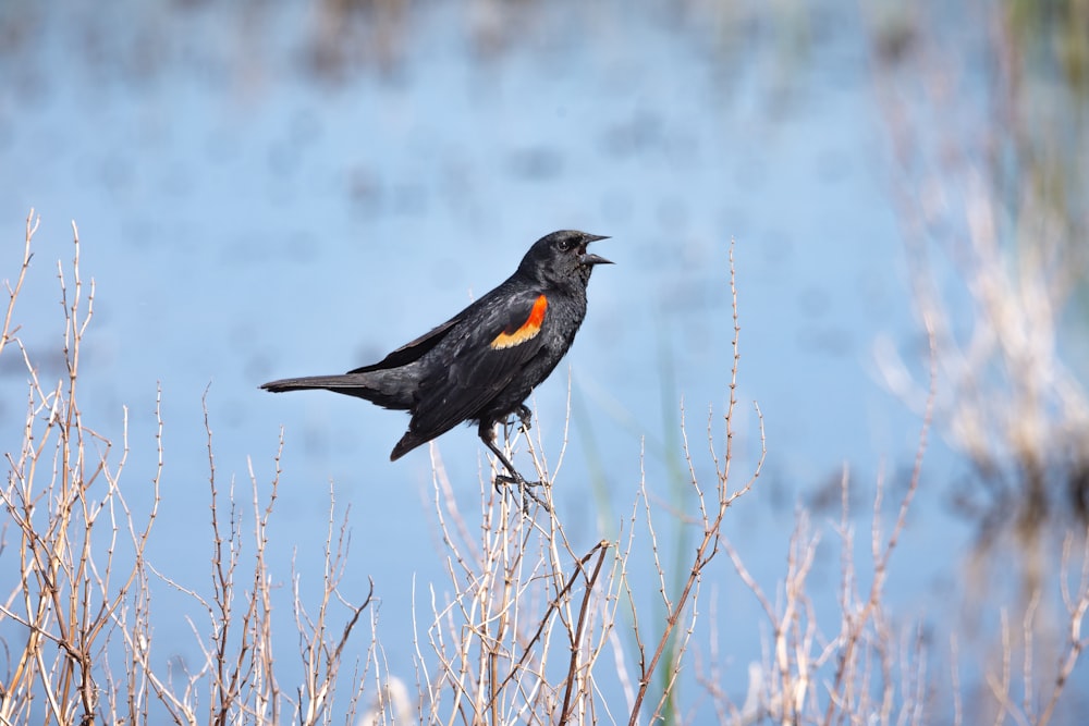 a black bird sitting on top of a dry grass covered field