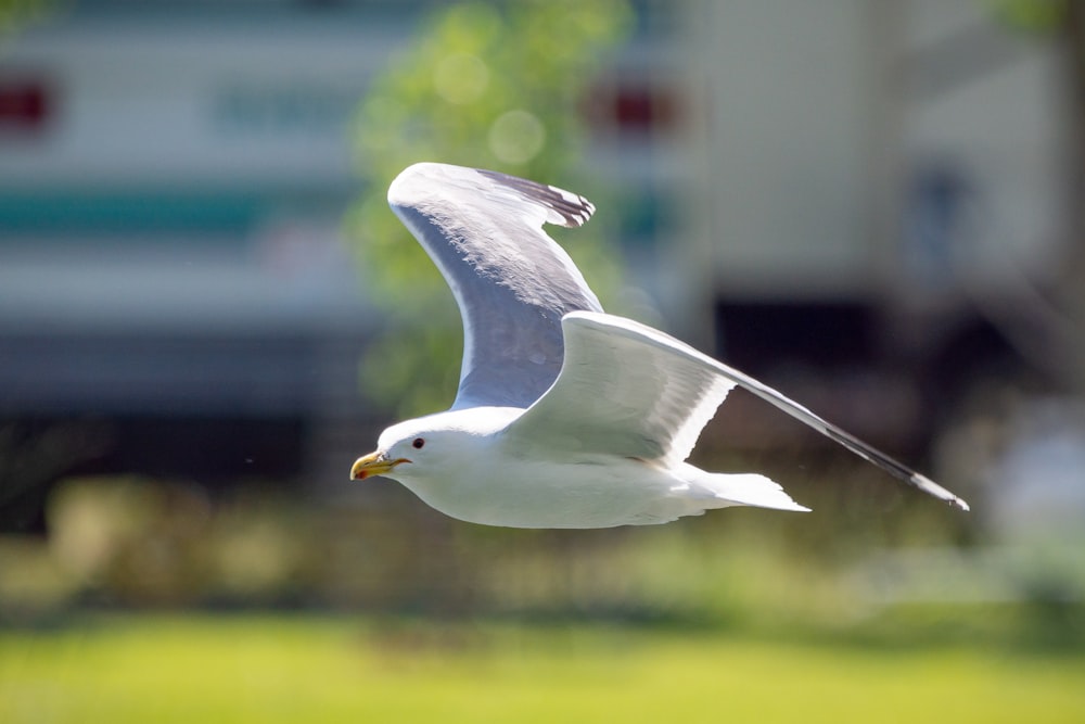 a white bird flying over a lush green field