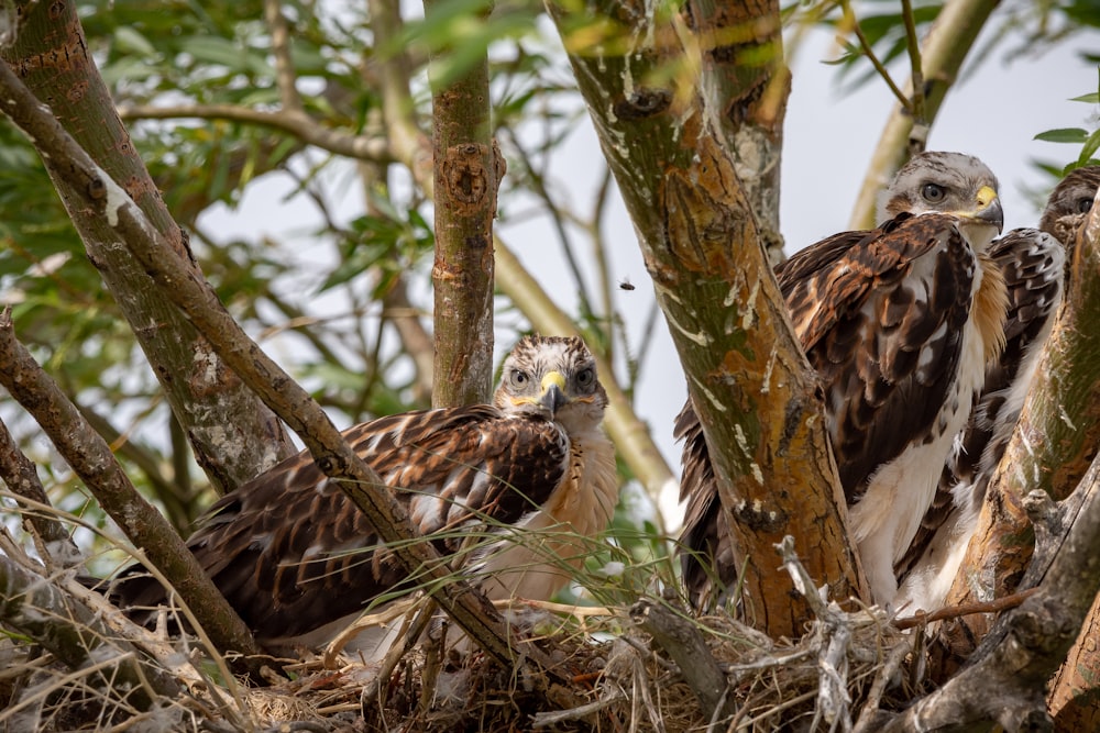 a couple of birds sitting on top of a tree