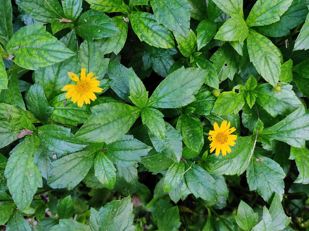 a close up of a plant with yellow flowers