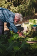 An elderly person with white hair and a striped shirt is bending down to tend to a raised bed garden filled with green leafy vegetables. The surrounding environment includes various gardening tools and lush greenery in the background.