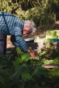 An elderly person with white hair and a striped shirt is bending down to tend to a raised bed garden filled with green leafy vegetables. The surrounding environment includes various gardening tools and lush greenery in the background.