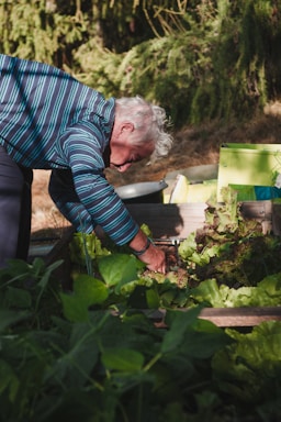 An elderly person with white hair and a striped shirt is bending down to tend to a raised bed garden filled with green leafy vegetables. The surrounding environment includes various gardening tools and lush greenery in the background.