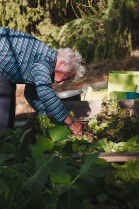 An elderly person with white hair and a striped shirt is bending down to tend to a raised bed garden filled with green leafy vegetables. The surrounding environment includes various gardening tools and lush greenery in the background.