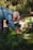 An elderly person with white hair and a striped shirt is bending down to tend to a raised bed garden filled with green leafy vegetables. The surrounding environment includes various gardening tools and lush greenery in the background.