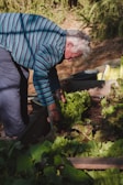 An elderly person bends over in a garden, tending to a patch of leafy green vegetables, possibly lettuce. They are wearing a striped long-sleeve shirt and appear to be focused on their gardening task. The surroundings include wooden garden beds filled with plants and soil, with sunlight casting shadows across the scene.