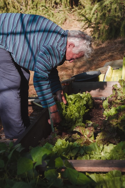 An elderly person bends over in a garden, tending to a patch of leafy green vegetables, possibly lettuce. They are wearing a striped long-sleeve shirt and appear to be focused on their gardening task. The surroundings include wooden garden beds filled with plants and soil, with sunlight casting shadows across the scene.
