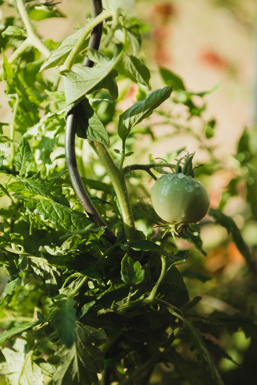 a close up of a tomato plant with green leaves