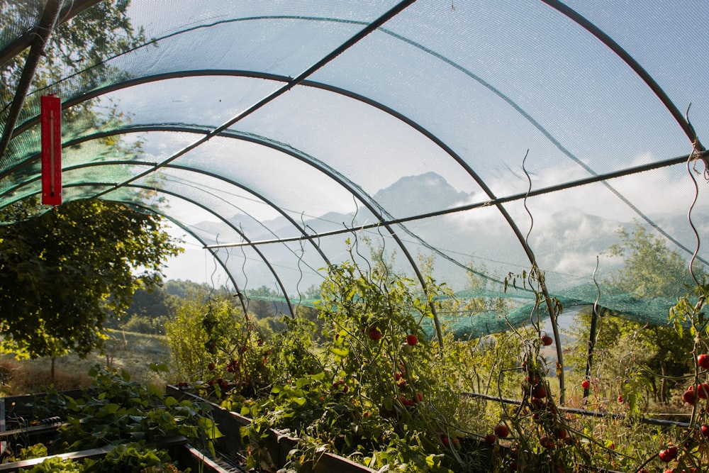 a view of a garden through a wire fence