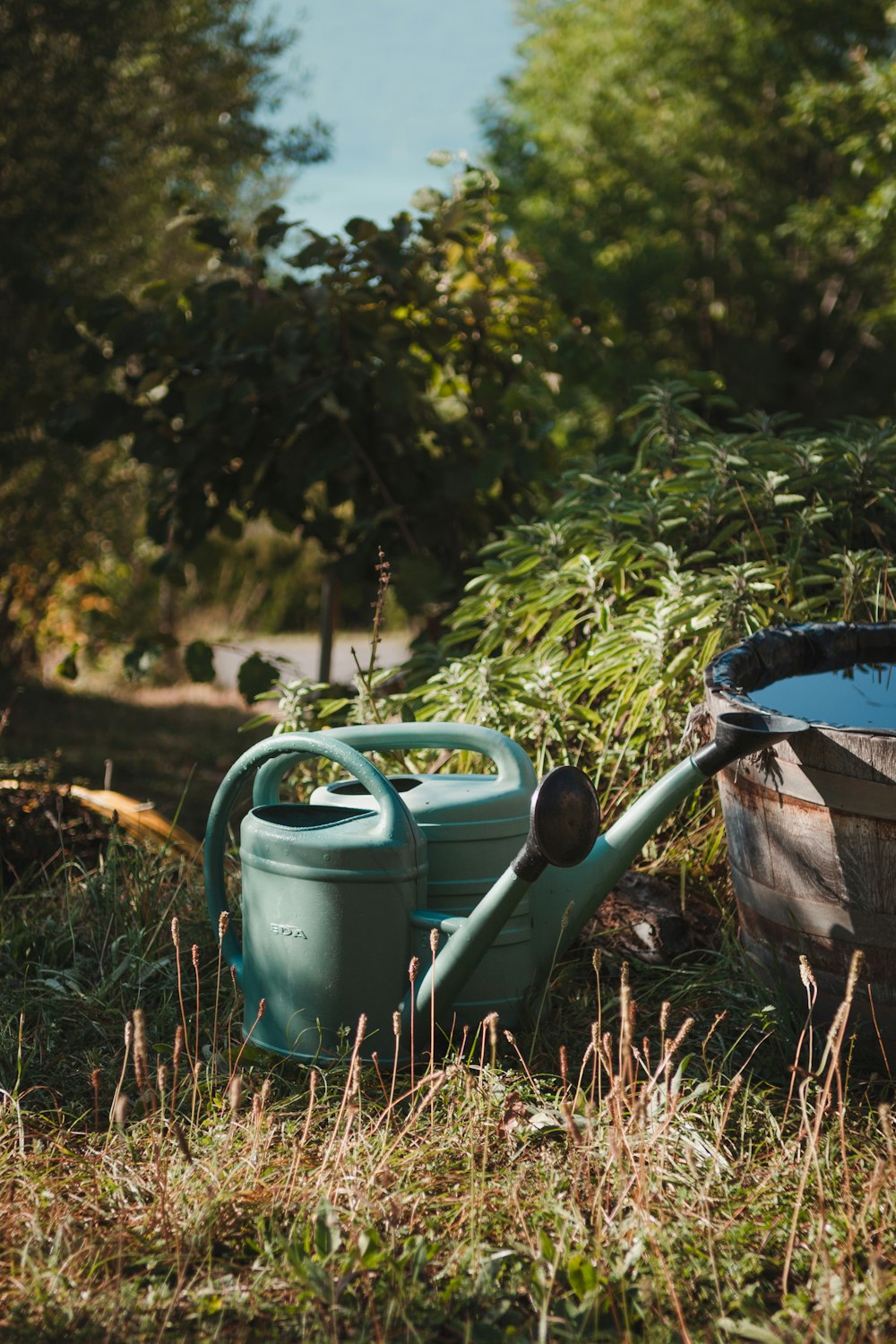 a blue watering can and a green watering can in the grass