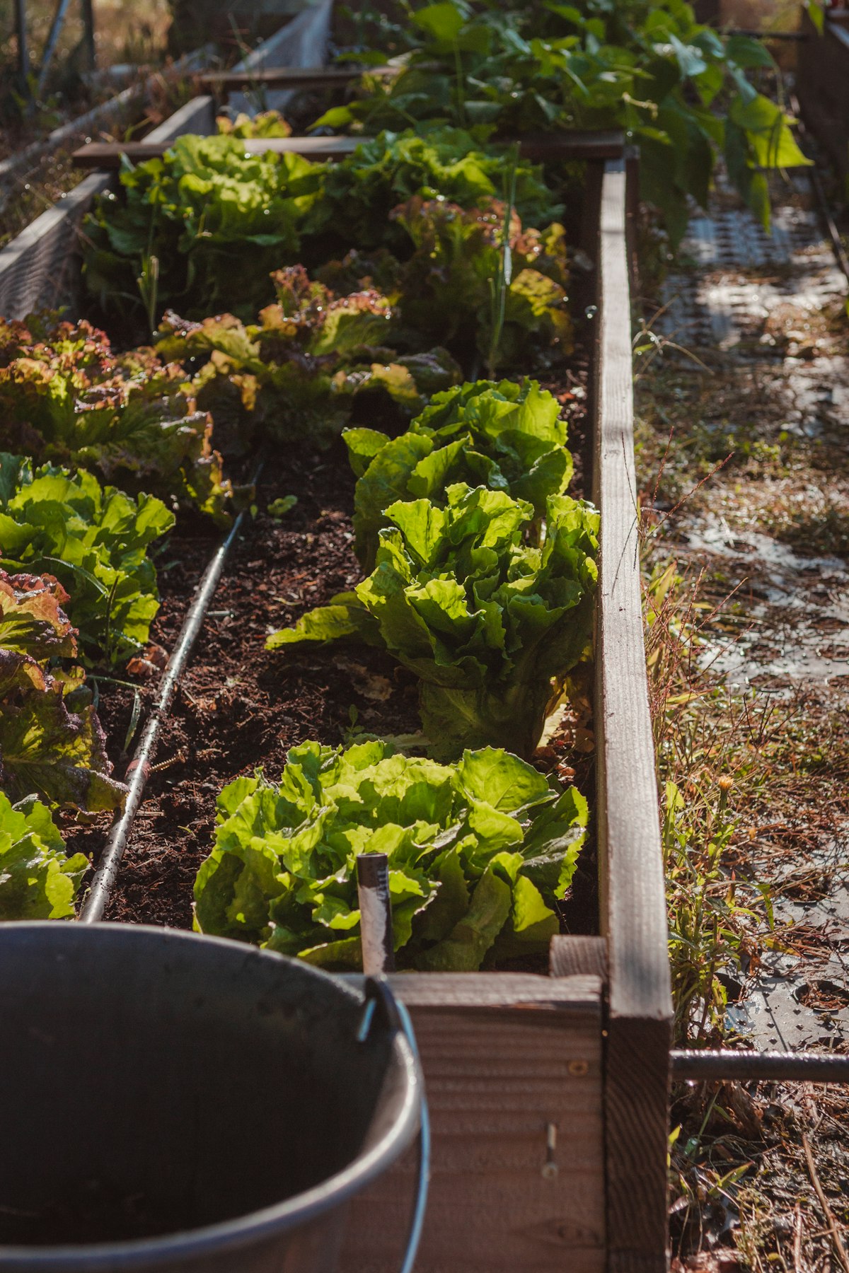 Horta em Casa: Por Que Cultivar os Próprios Temperos Virou Tendência no Alto Padrão
