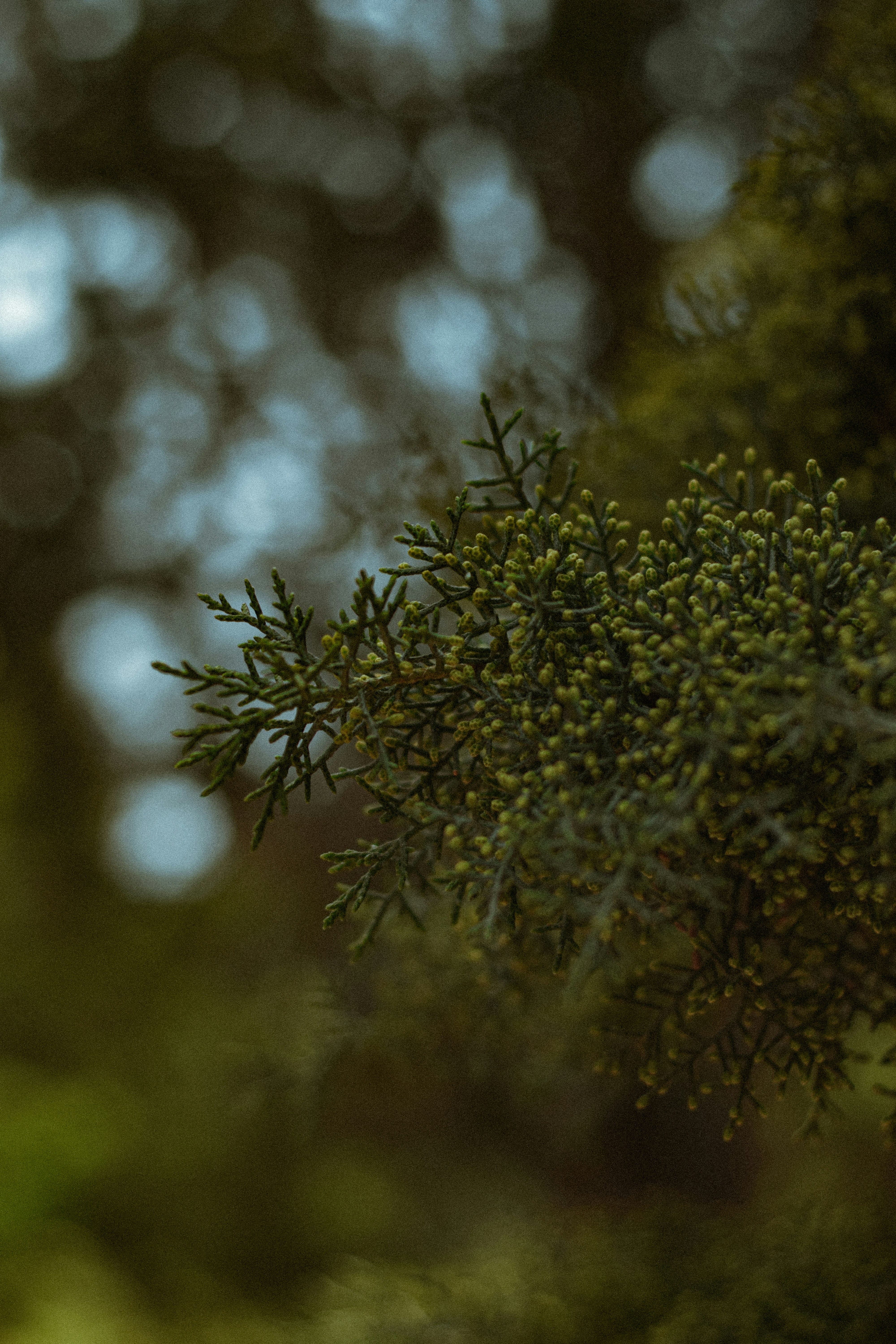 a close up of a tree with lots of green leaves