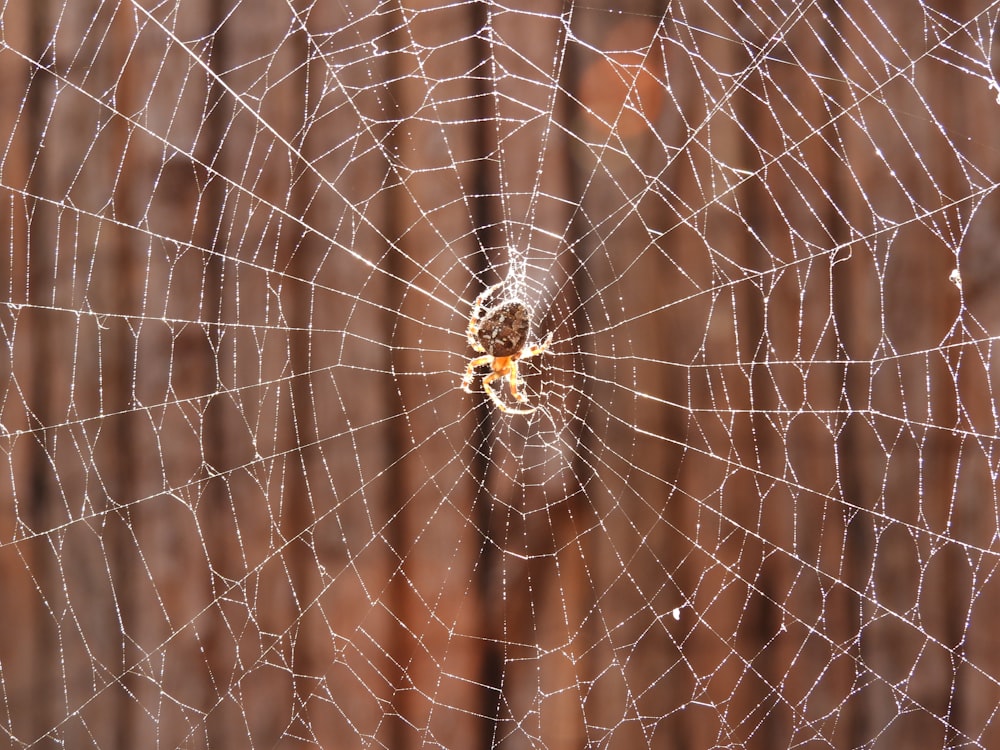 a close up of a spider web on a wooden fence