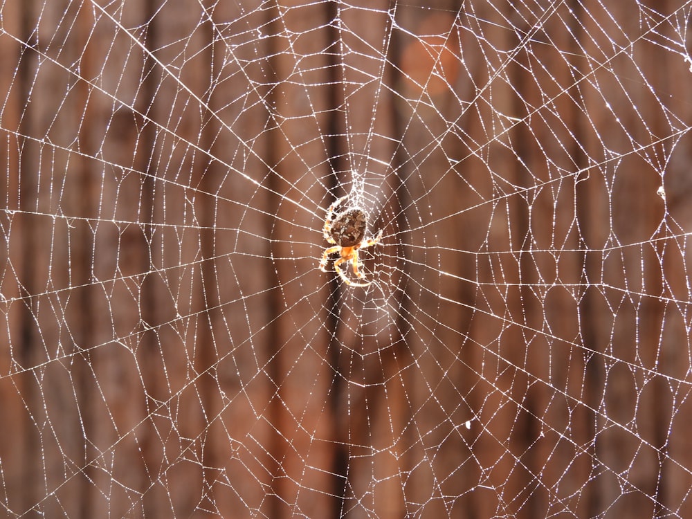 Nahaufnahme eines Spinnennetzes auf einem Holzzaun