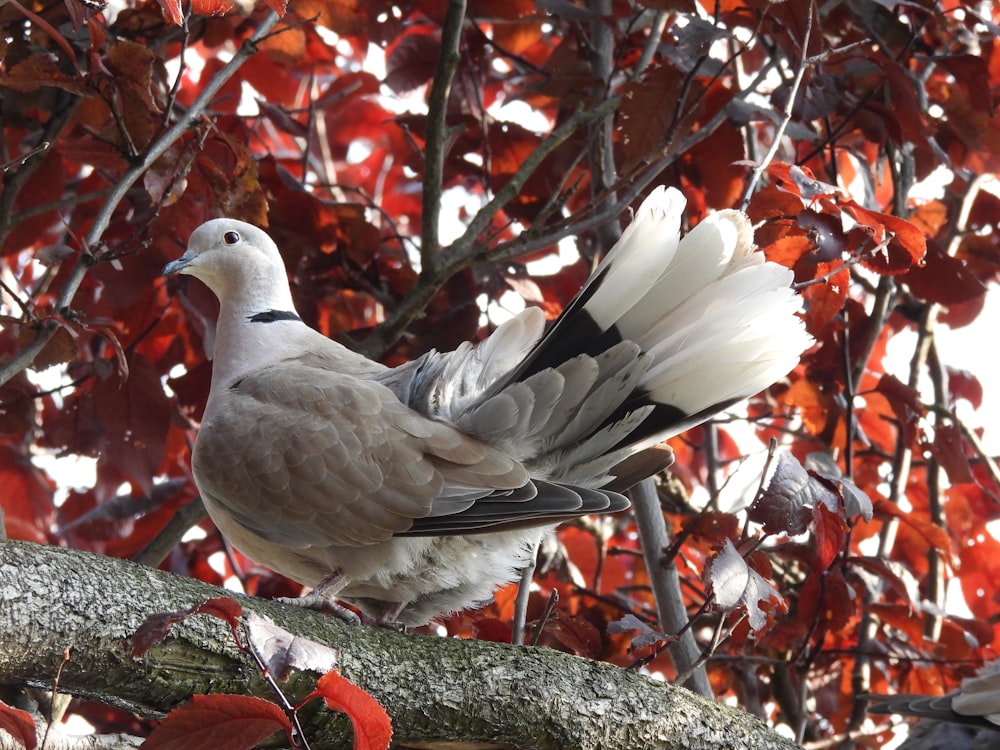 Un uccello bianco e nero seduto su un ramo d'albero