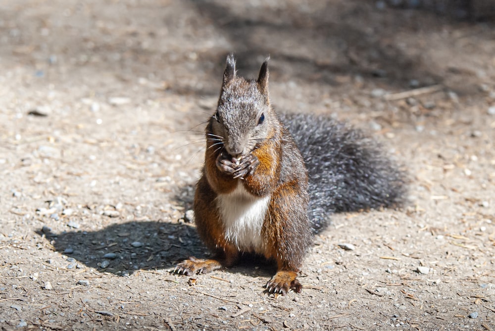 ein Eichhörnchen, das mit offenem Maul auf dem Boden sitzt