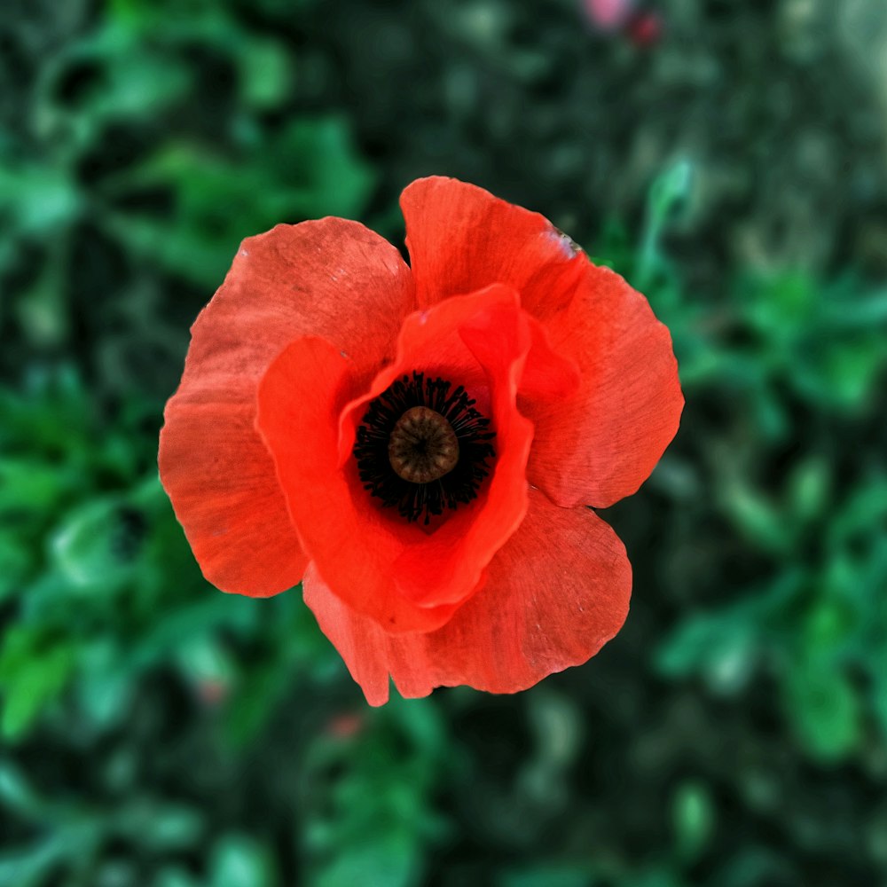 a red flower with a black center surrounded by green leaves