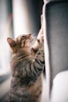 a cat is reaching up to a chair
