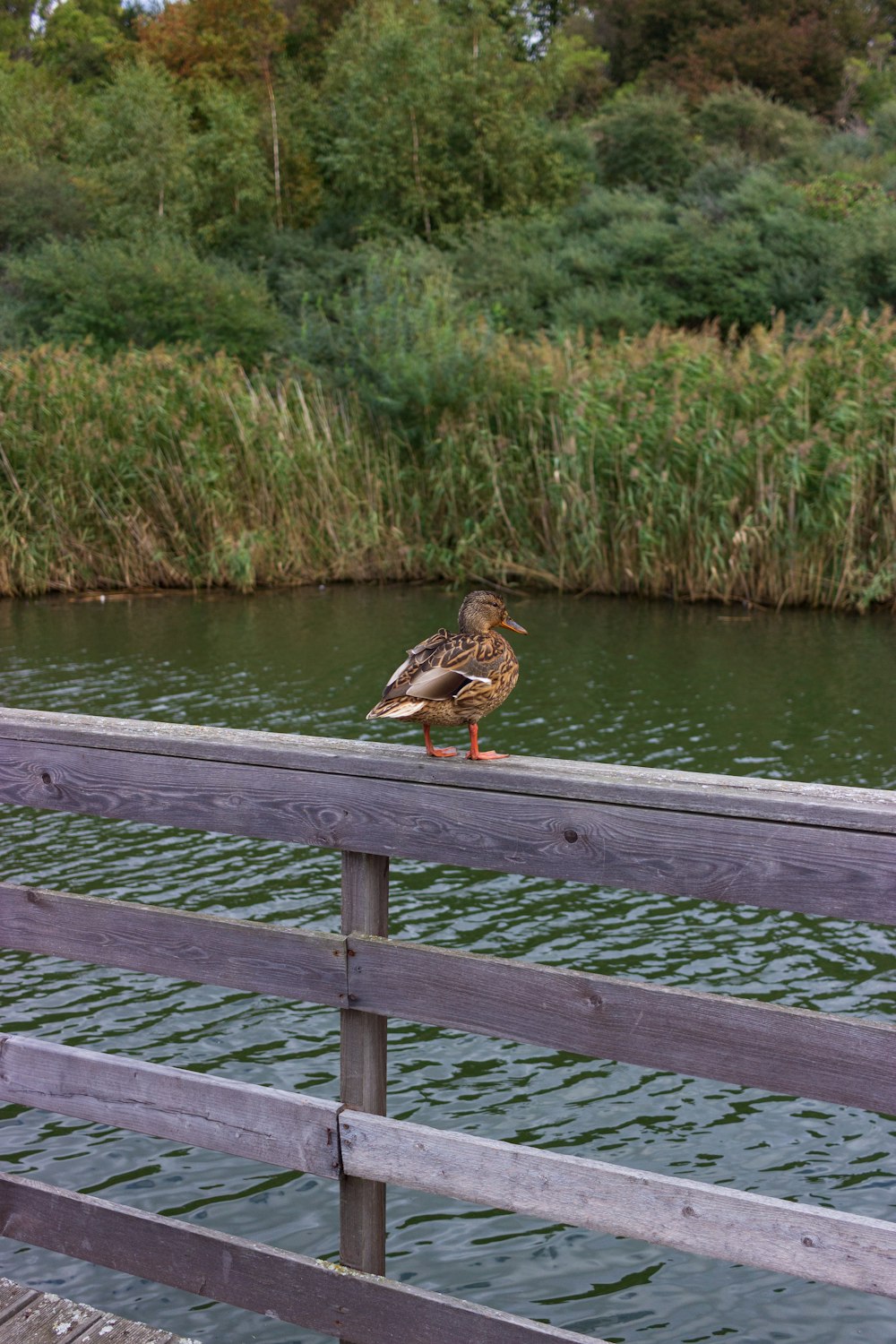 a duck is sitting on a wooden railing