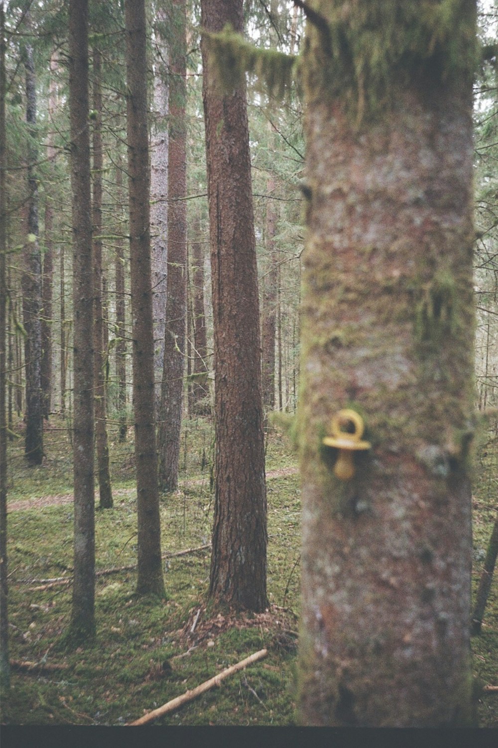 a mossy tree in the middle of a forest