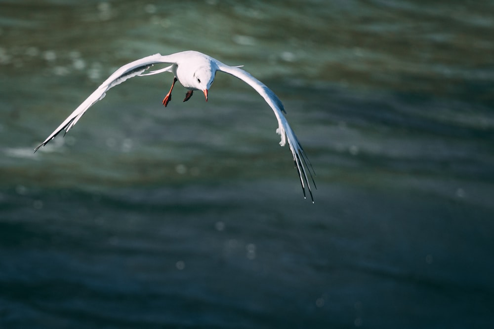 a white bird flying over a body of water