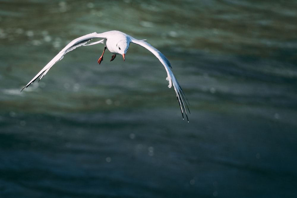Un uccello bianco che vola sopra uno specchio d'acqua
