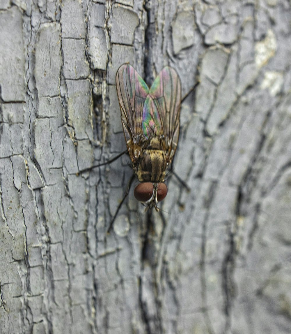 a close up of a bug on a tree