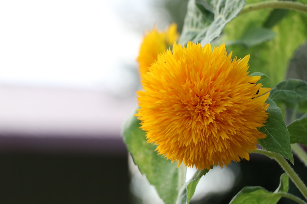 a close up of a yellow flower on a plant